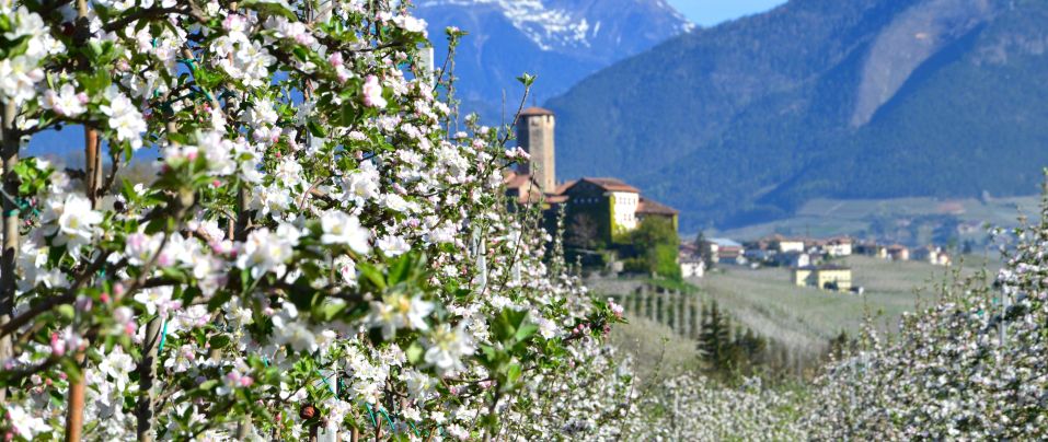 clicca per vedere il dettaglio