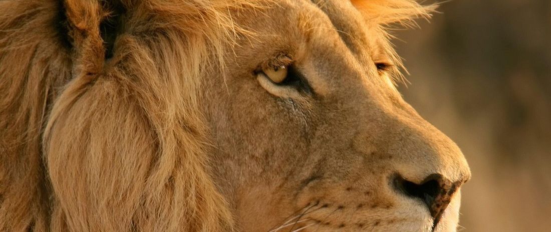 clicca per vedere il dettaglio